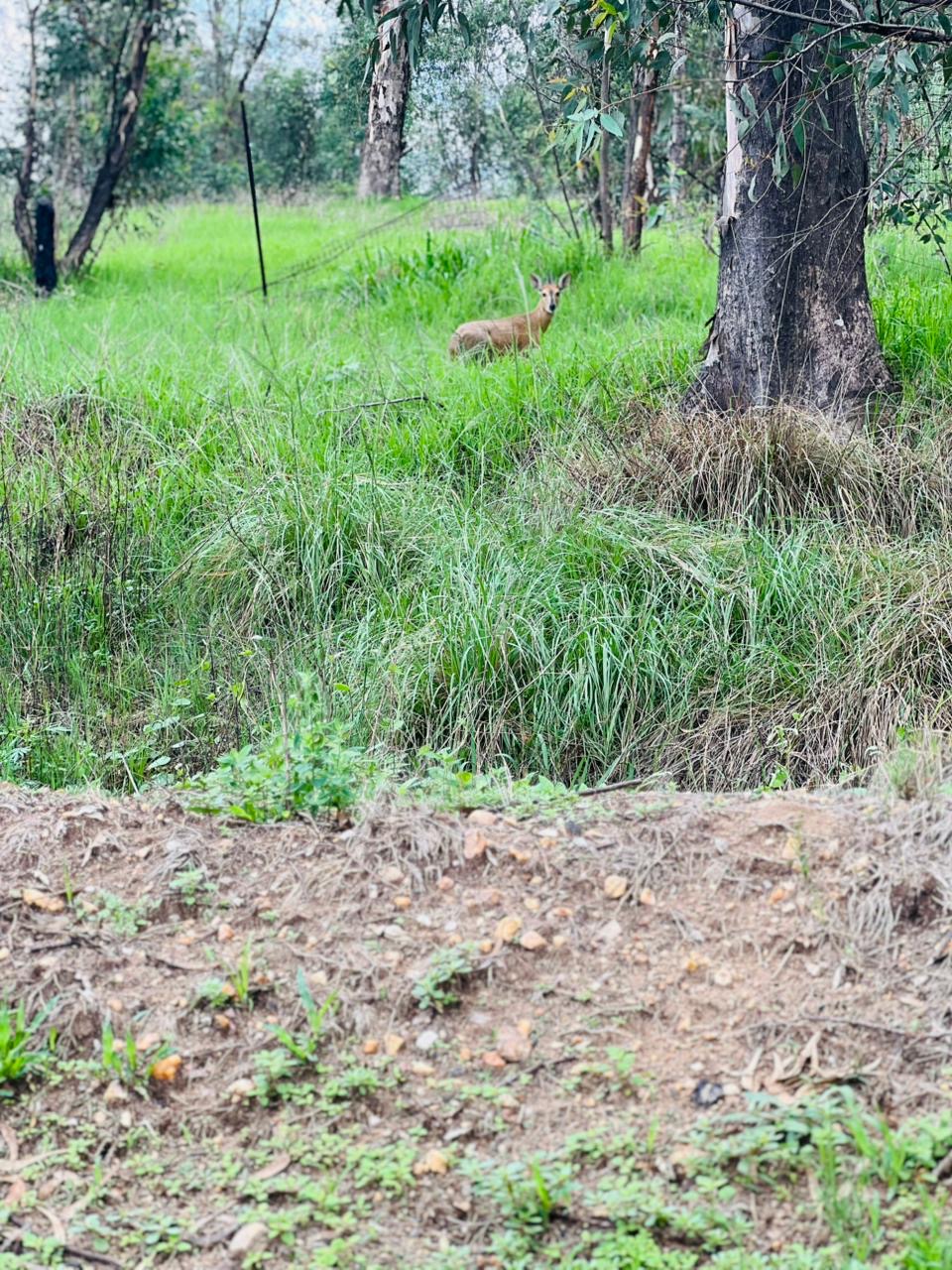 A duiker resting in the grass near the trail