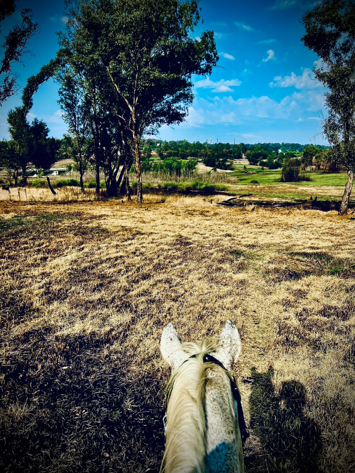 View between a horse's ears out over open veld and trees