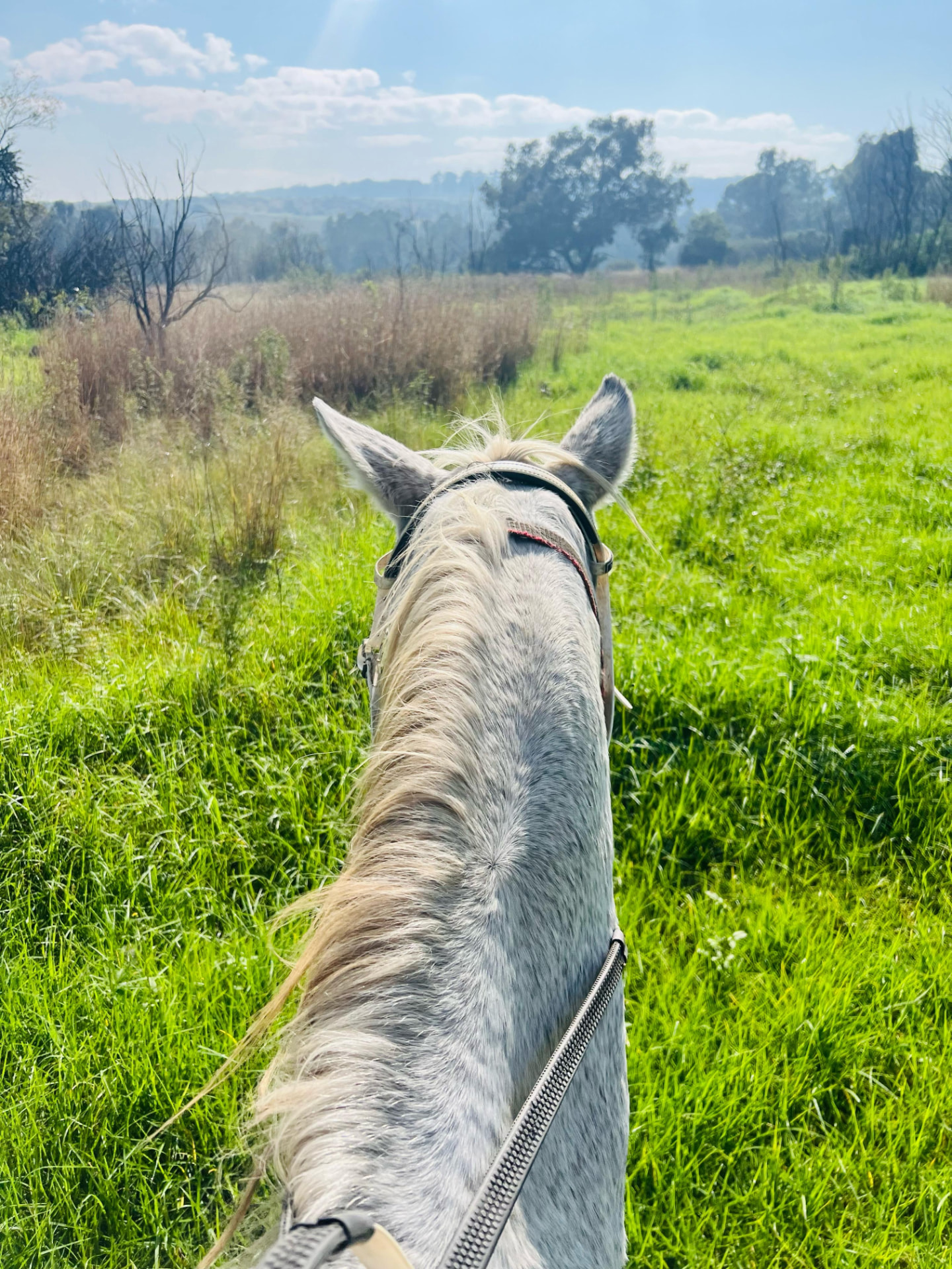 Riding through green summer grass on a clear day