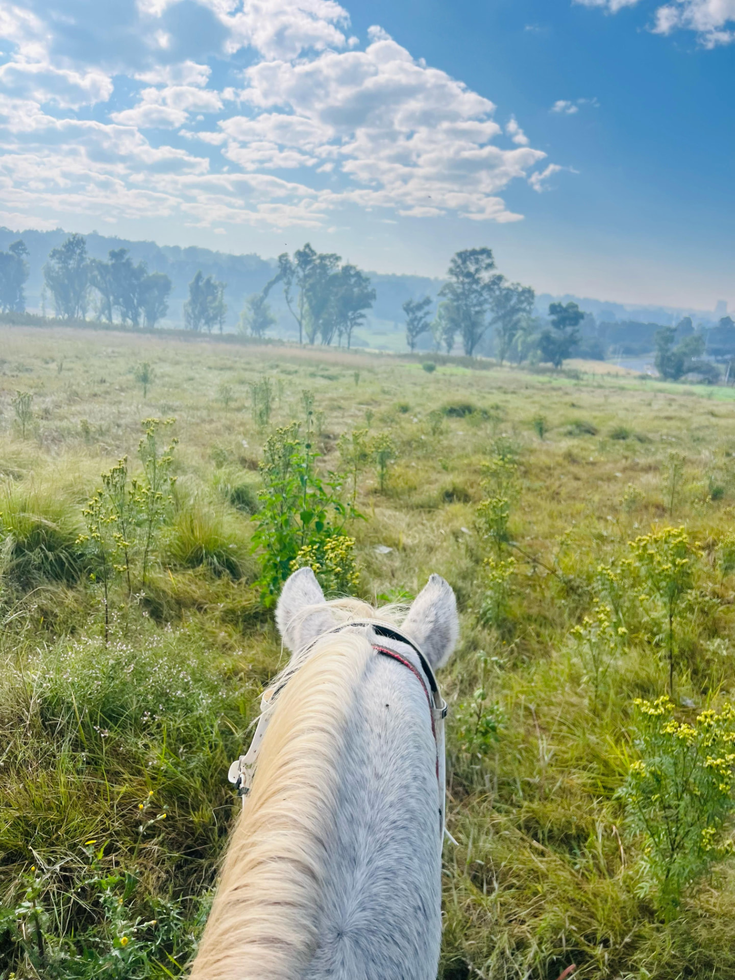 Early morning view from the saddle, looking out over misty grassland