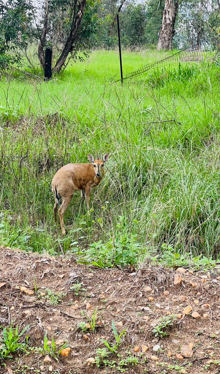 A duiker standing in long grass beside the trail
